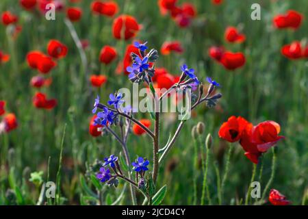 Anchusa azurea (italian bugloss) blue purplish wild flowers on a red poppies (Papaver Rhoeas) field Stock Photo