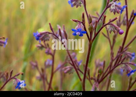Anchusa azurea (italian bugloss) blue purplish wild flowers Stock Photo