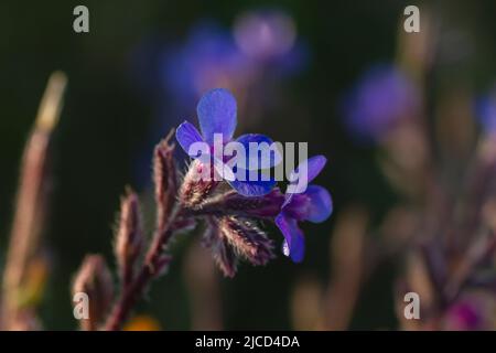 Anchusa azurea (italian bugloss) blue purplish wild flowers close up Stock Photo