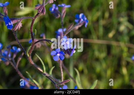 Anchusa azurea (italian bugloss) blue purplish wild flowers Stock Photo