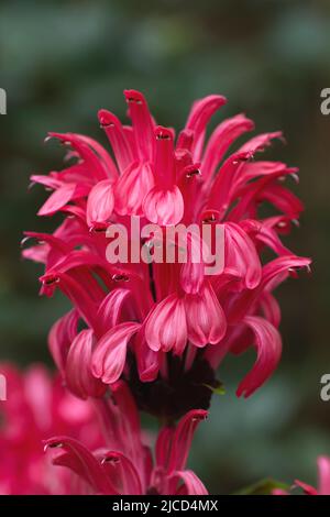 Brazilian plume flower (Justicia carnea) Stock Photo