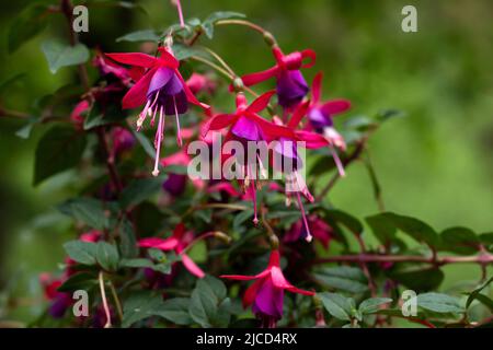 Hummingbird fuchsia (Fuchsia magellanica) red and purple flowers Stock Photo