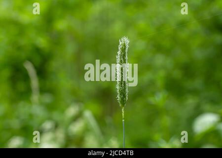 Field meadow foxtail (Alopecurus pratensis) grass springtime flower Stock Photo