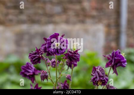Granny's bonnet (Aquilegia) purple flowers Stock Photo