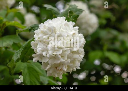 Guelder rose (Viburnum opulus) white flowers Stock Photo