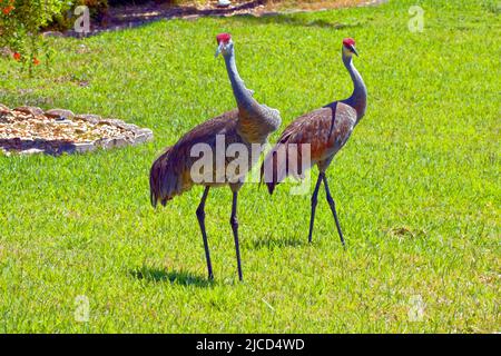 2 Sandhill cranes walking; Grus canadensis, visiting backyard, large birds, wildlife; animals, green grass, Venice; FL; Florida; horizontal Stock Photo