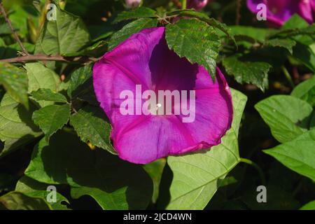 Tall morning glory (Ipomoea purpurea) purple flower Stock Photo