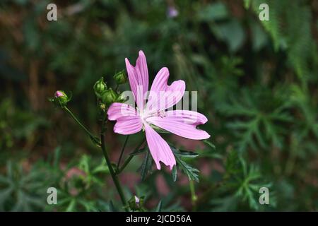 Malva moschata, the musk mallow pink flowers Stock Photo