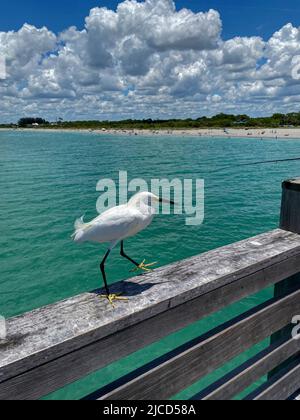 Snowy egret, walking on wood railing, motion, aqua water, Gulf of Mexico, beach, puffy clouds, Egretta thula, heron family, wildlife, white bird, anim Stock Photo