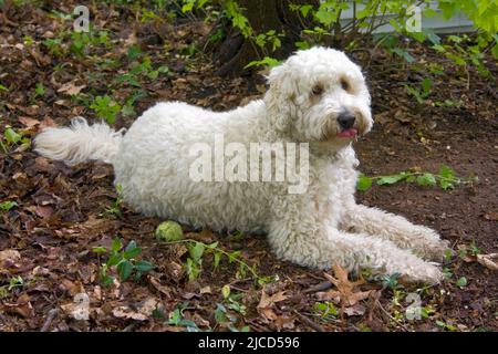 English cream golden store retriever poodle mix