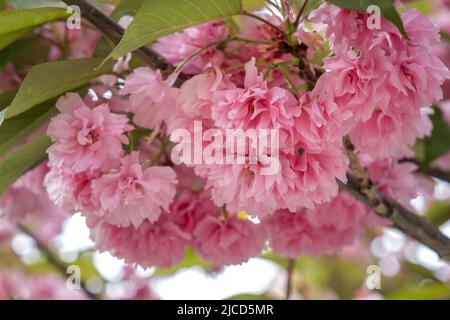 Japanese cherry (Prunus serrulata) pinl flowers blooming Stock Photo
