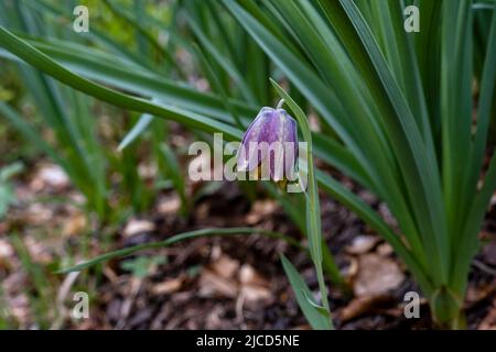 Pyrenean fritillary or Pyrenean snake's-head (Fritillaria pyrenaica) purple flower Stock Photo