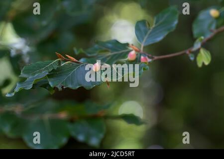 Mikiola fagi midge galls on beech (Fagus sylvatica) leaves Stock Photo