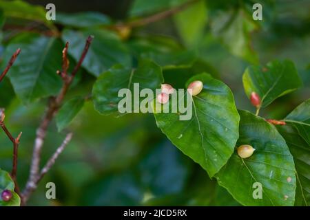 Mikiola fagi midge galls on beech (Fagus sylvatica) leaves Stock Photo