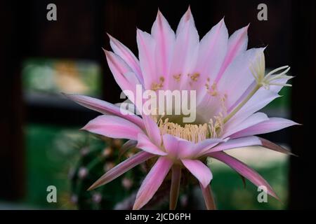 Cactus flower of the variety Echinopsis oxygona Stock Photo