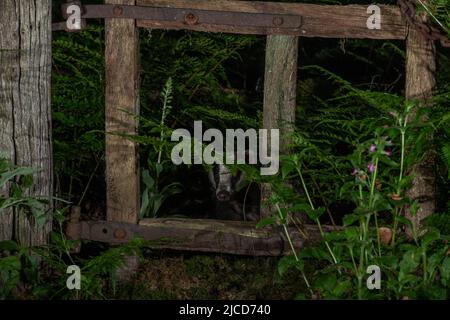 Badger (Meles meles), feeding in woodland, Dumfries, SW Scotland Stock Photo