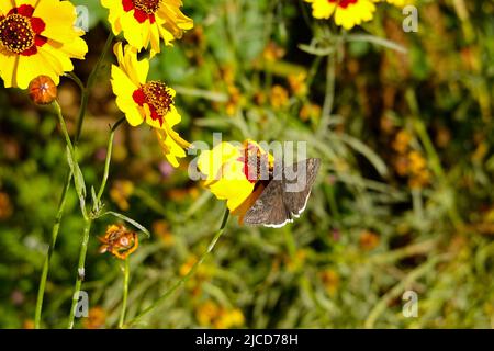 Funereal Duskywing butterfly ( Erynnis funeralis ) on Coreopsis basalis Golden Wave Coreopsis a red and yellow wildflower growing in California garden Stock Photo