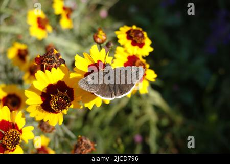 Funereal Duskywing butterfly ( Erynnis funeralis ) on Coreopsis basalis Golden Wave Coreopsis a red and yellow wildflower growing in California garden Stock Photo