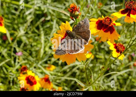 Funereal Duskywing butterfly ( Erynnis funeralis ) on Coreopsis basalis Golden Wave Coreopsis a red and yellow wildflower growing in California garden Stock Photo