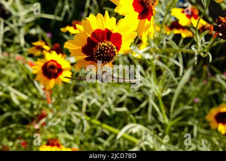 Funereal Duskywing butterfly ( Erynnis funeralis ) on Coreopsis basalis Golden Wave Coreopsis a red and yellow wildflower growing in California garden Stock Photo