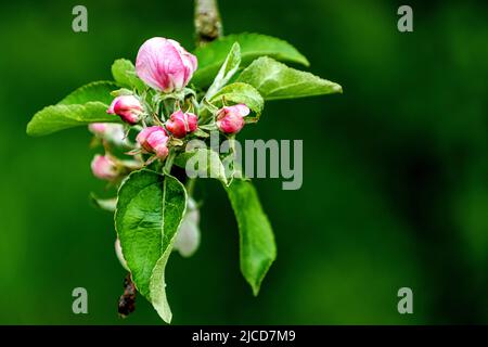 Apple tree pink flower buds and leaves close-up. Stock Photo