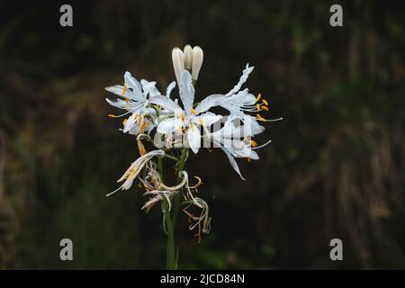 St Bernard's lily (Anthericum liliago) white flowers Stock Photo