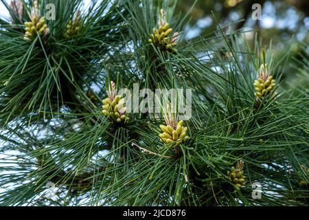 Maritime pine (Pinus pinaster) young cones Stock Photo