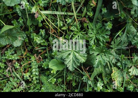 Musk-mallow (Malva moschata) green leaves Stock Photo