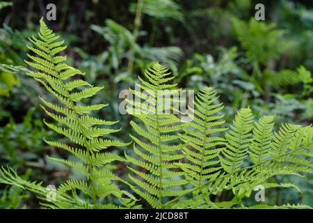Lady fern (Athyrium filix-femina) fresh green fronds Stock Photo