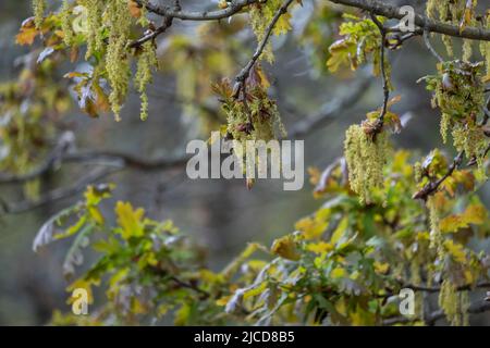 Sessile oak (Quercus petraea) new springtime foliage and male catkins Stock Photo
