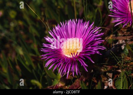 Hottentot-fig ice plant (Carpobrotus edulis) deep purple flower Stock Photo