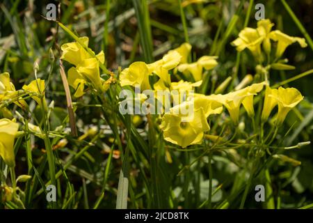 Sourgrass (Oxalis pes-caprae) yellow flowers blooming Stock Photo