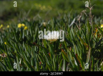 Hottentot-fig ice plant (Carpobrotus edulis) white flower Stock Photo