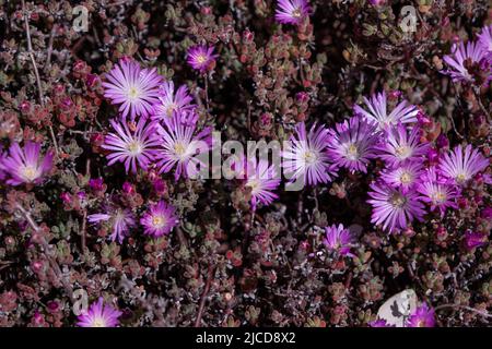 Pale dew plant (Drosanthemum floribundum) blooming lavender colored flowers Stock Photo
