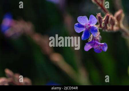 Anchusa azurea (italian bugloss) blue purplish wild flowers, copy space Stock Photo