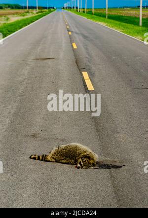 Dead raccoon hit by a car on the road in Tennessee, USA Stock Photo