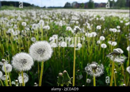 dandelion blowballs or seed heads on a meadow in summer Stock Photo