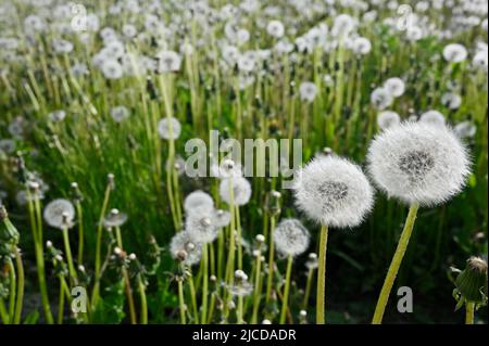dandelion blowballs or seed heads on a meadow in summer Stock Photo