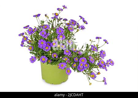 Blooming purple rocky daisy flowers in pot on white background Stock Photo