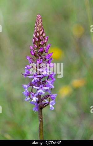 Common fragrant-orchid (Gymnadenia conopsea), wildflower growing on chalk downland in the North Downs, Surrey, England, UK, during June Stock Photo