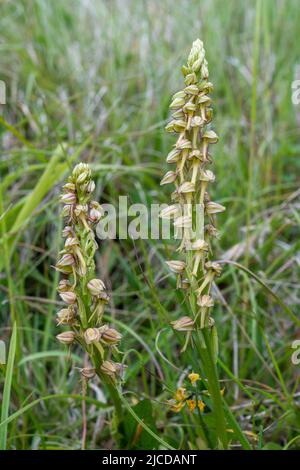 Man orchids (Orchis anthropophora), wildflowers on chalk downland in the North Downs, Surrey, England, UK, flowering during June Stock Photo