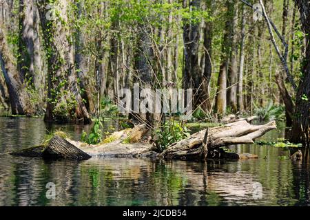 dead tree log, in water, vegetation growing, reflection, nature, Ichetucknee Springs State Park, Florida, Fort White, FL, spring Stock Photo