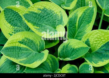 Plantain Lily, Hosta Wide Brim, Leaves, Leaf, Ornamental, Plant, Hardy, Perennials Stock Photo