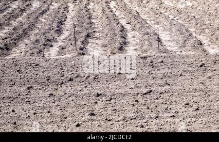 Long flat top rows, furrows, mounds for newly planted potatoes in a rural vegetable garden. A field with several rows of planted potatoes in early spr Stock Photo