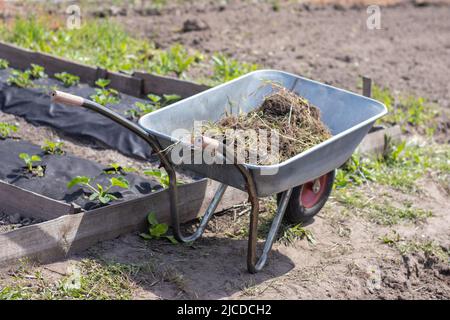 Gray metal garden wheelbarrow with two handles and one wheel. The wheelbarrow is in the garden or garden. Gardener's wheelbarrow in the backyard. Gard Stock Photo