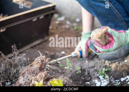 A woman gardener plants a dahlia rhizome in the ground in the garden. Planting a tuber of dahlia flowers in a spring flower garden. Gardening with flo Stock Photo