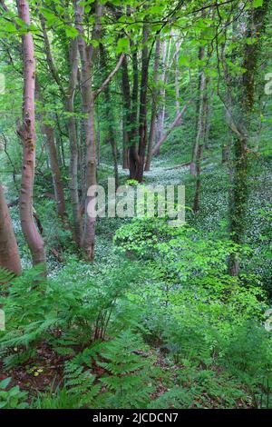 Springtime woodland scene with a carpet of Wild Galic near Durham, County Durham, England, UK. Stock Photo