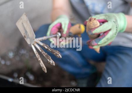 A woman gardener plants a dahlia rhizome in the ground in the garden. Planting a tuber of dahlia flowers in a spring flower garden. Gardening with flo Stock Photo