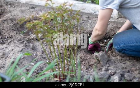 A woman gardener plants a dahlia rhizome in the ground in the garden. Planting a tuber of dahlia flowers in a spring flower garden. Gardening with flo Stock Photo