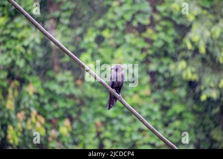 Crow in rain sitting on a metal wire in rain. Stock Photo